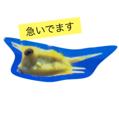 Yellow @ Fish