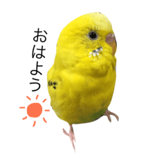 Lineスタンプ インコのかわいいしぐさ 8種類 1円