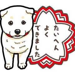 [LINEスタンプ] わんこ日和 白柴 5