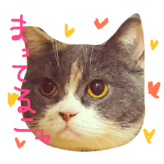 [LINEスタンプ] 我が家の三毛猫ちゃん